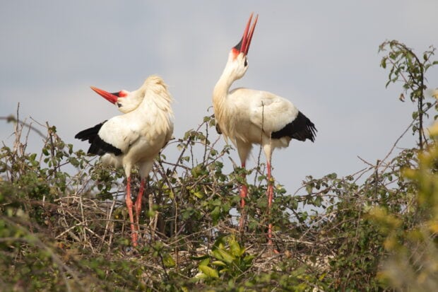 Two stork birds standing among green plants and branches in natural habitat