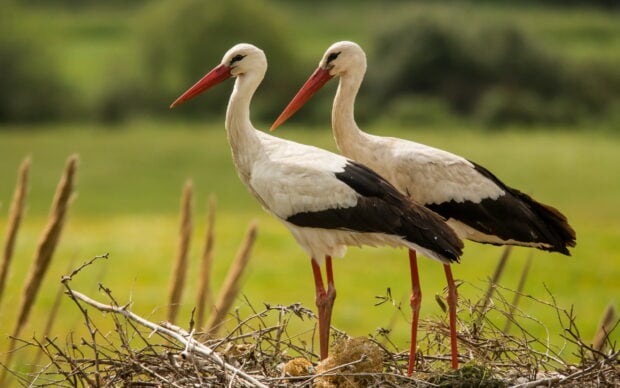 Two stork standing together on a nest in a green natural environment