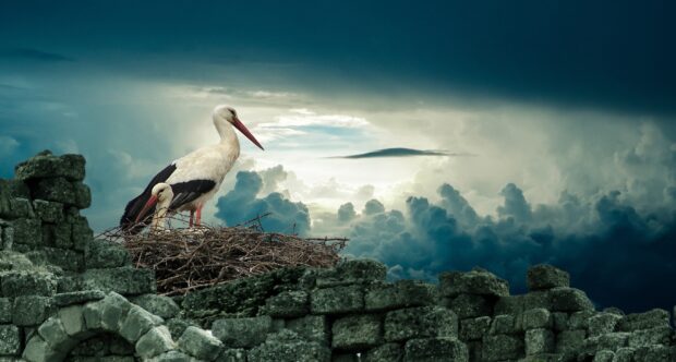 Two storks standing on a nest made of twigs among ancient stone ruins under a cloudy sky
