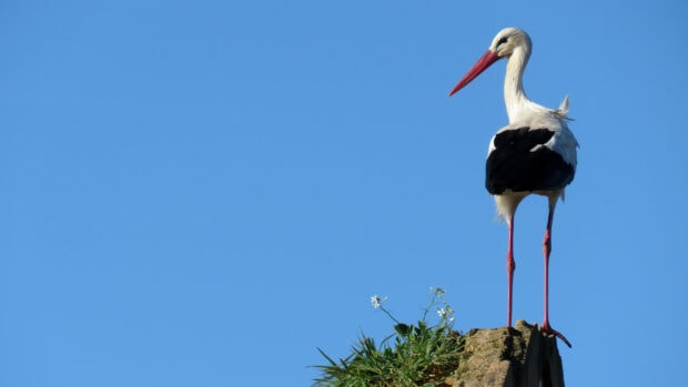 White stork standing on a rock with green plants under a clear blue sky