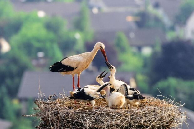 A stork feeding its chicks in a large nest high above the ground