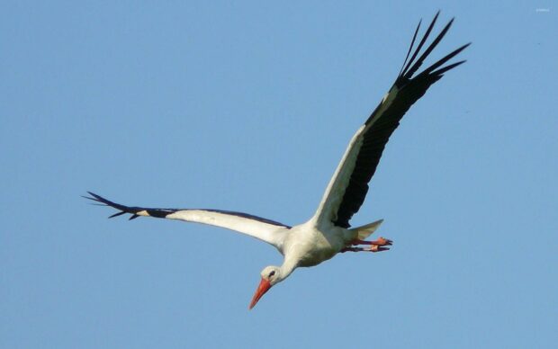 A stork in mid flight with wings fully spread against a clear blue sky