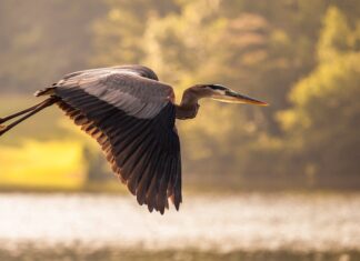 A majestic stork soaring over a lake with blurred trees in the background