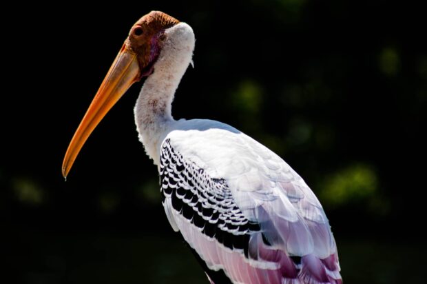 Close up of a stork with detailed feathers and a vibrant orange beak against a dark background