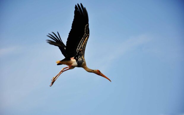 Stork flying high in the clear blue sky with its wings fully spread