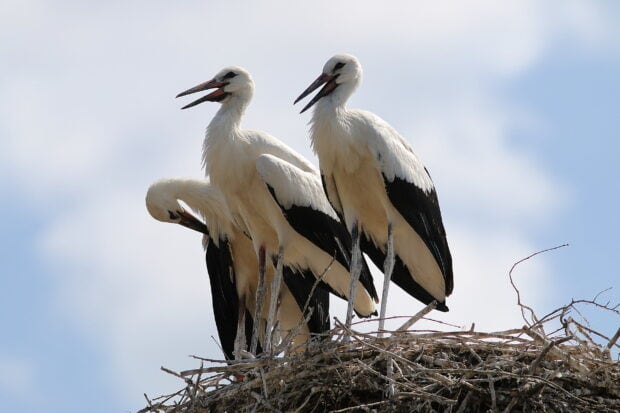 Three stork birds standing together on a large nest made of twigs and branches