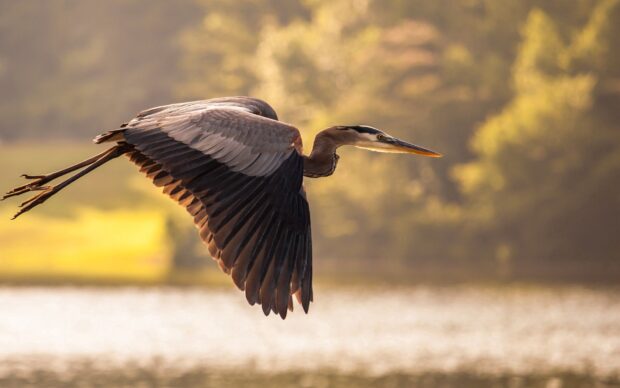 A majestic stork soaring over a lake with blurred trees in the background