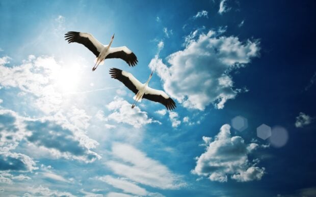 Two stork birds flying gracefully under a bright blue sky with scattered clouds