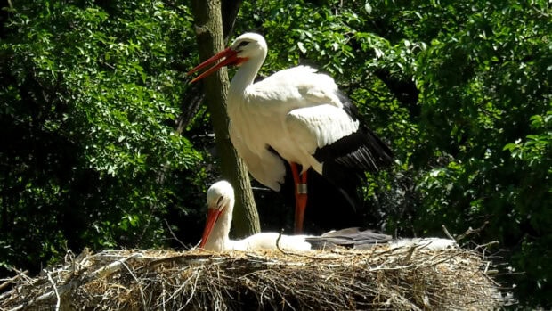 Two stork birds resting in a large nest surrounded by green foliage