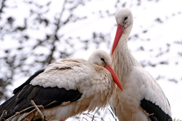 Two stork birds resting together in a natural setting with bare branches in the background
