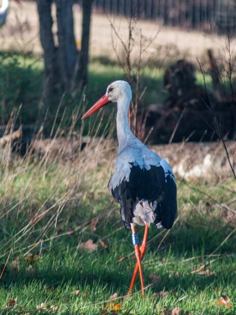 A stork standing on green grass in a natural setting with tall plants in the background
