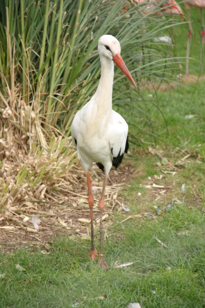 A white stork standing on green grass near tall plants with its long orange beak visible
