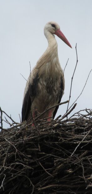 A stork standing on a large nest made of sticks and twigs