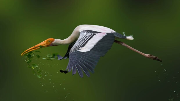 A stork carrying green branches in its beak flying over a blurred green background