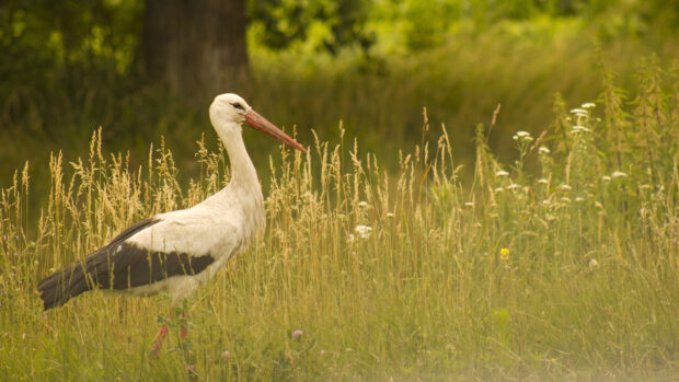 A stork standing in tall grass in a natural green field surrounded by wildflowers