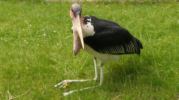 A marabou stork standing on green grass in a natural environment