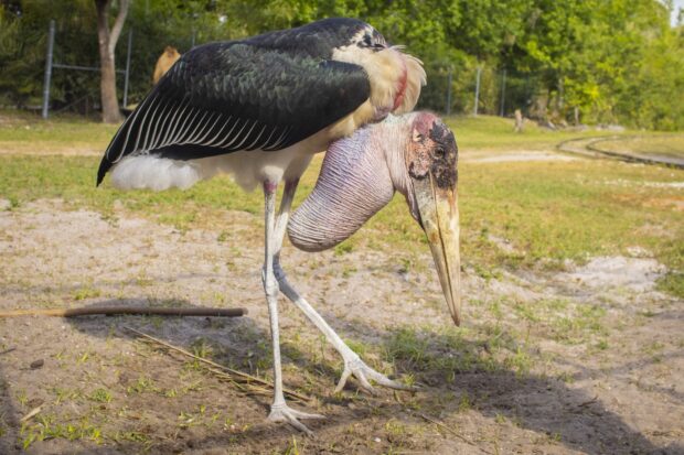 A large marabou stork standing on the ground in a natural outdoor setting
