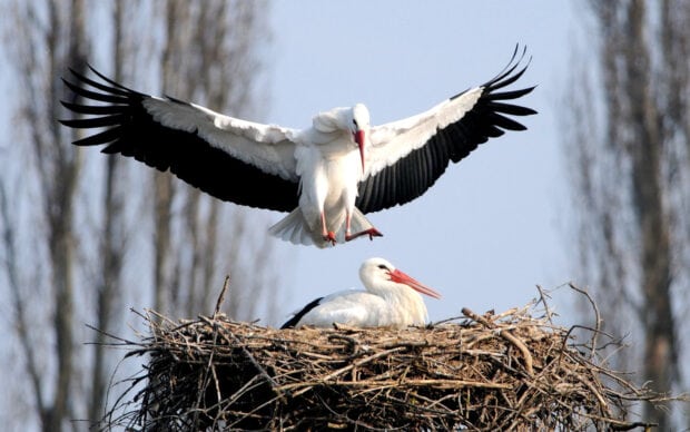 Stork perched on a nest with another stork landing nearby in a natural setting
