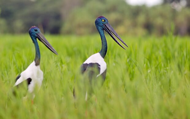 Two stork birds standing in green grass in a natural habitat