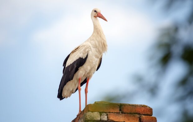 White stork standing on a brick wall under a clear blue sky