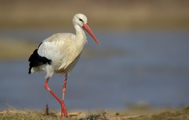 White stork standing on one leg near water in natural habitat