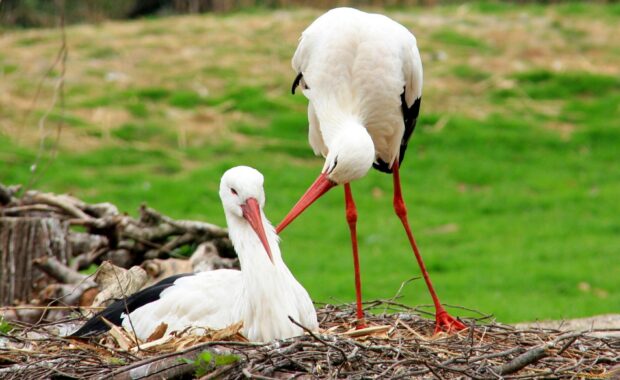 A pair of stork birds resting together in a natural green habitat