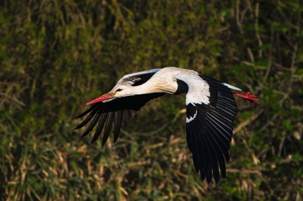 A stork flying gracefully over a forested area during daylight