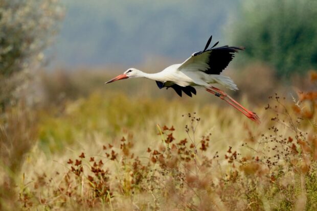 A stork flying low over a field of dry grass and wildflowers in natural habitat