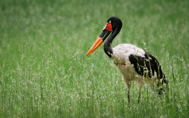 A stork standing in a green grassy field with a vibrant orange beak visible