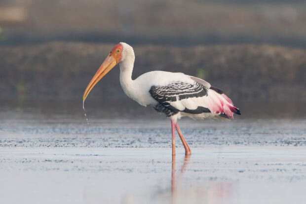 A stork standing in shallow water with droplets falling from its long beak