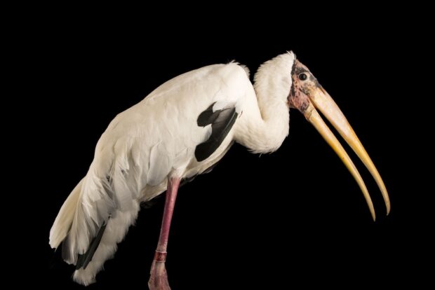 A close up of a stork with long curved beak and white feathers standing on one leg against black background