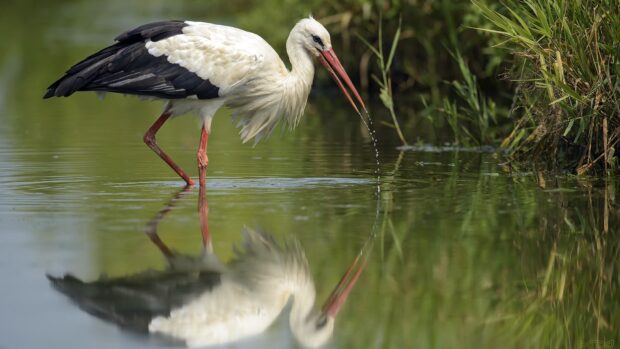 A stork standing in shallow water with its reflection visible and ripples around its legs