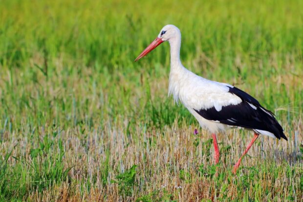 A stork stands in the green grass field with clear details and natural lighting