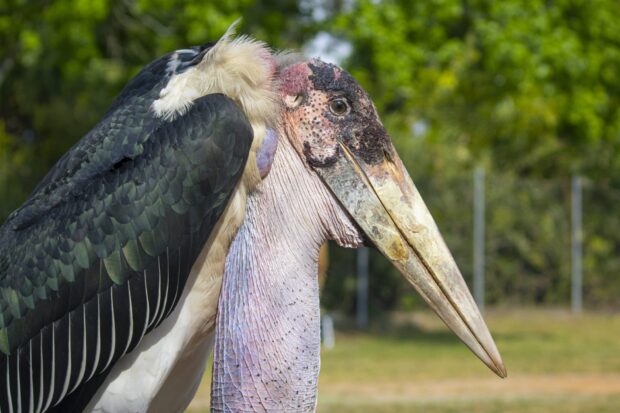 Close up of stork standing outdoors with natural green background