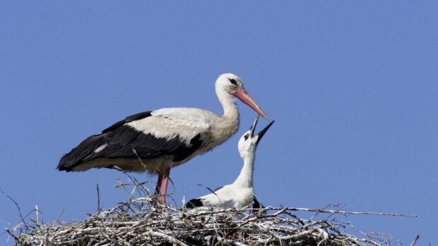 Adult stork feeding its chick in a nest against a clear blue sky