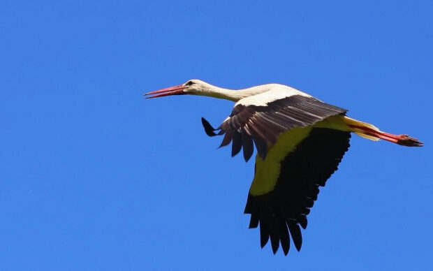 A graceful stork flying high in a clear blue sky with wings fully extended