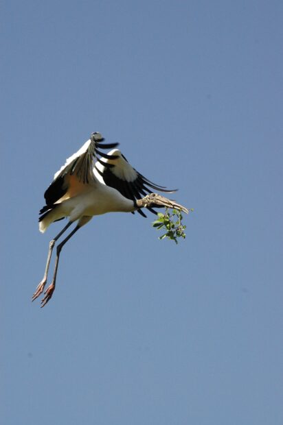 A stork carrying green leaves while flying against a clear blue sky