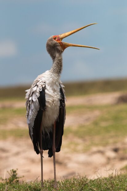 A stork standing on grass with its beak open under clear sky
