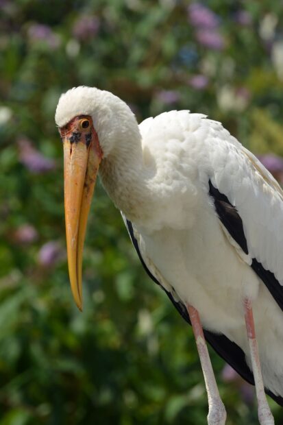 Close up of a stork standing in a green natural environment with plants and flowers in the background