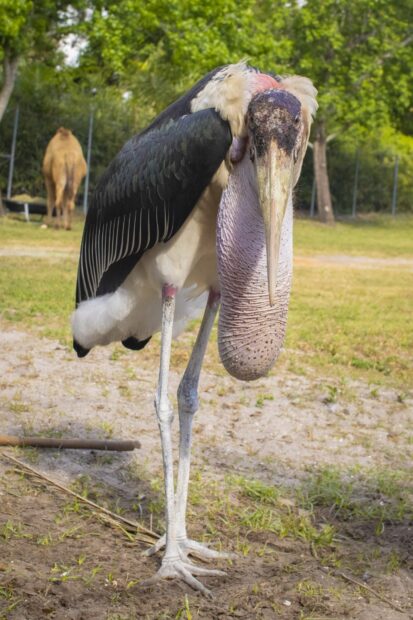 A large stork standing on the ground in a natural environment with green trees in the background
