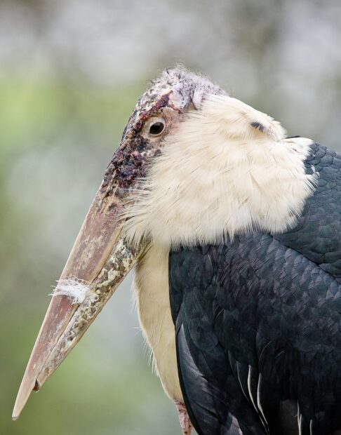 Close up of stork showing detailed feathers and textured beak in natural setting