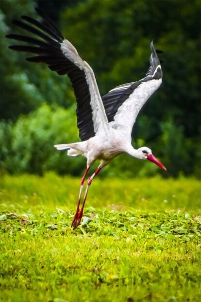 White stork flying low over green grass in natural habitat