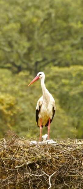 White stork standing on nest with chicks in natural habitat