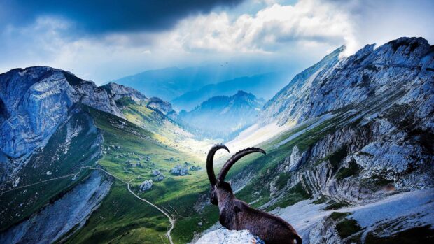 A mountain goat overlooking a vast valley in Switzerland with dramatic rocky peaks and lush greenery