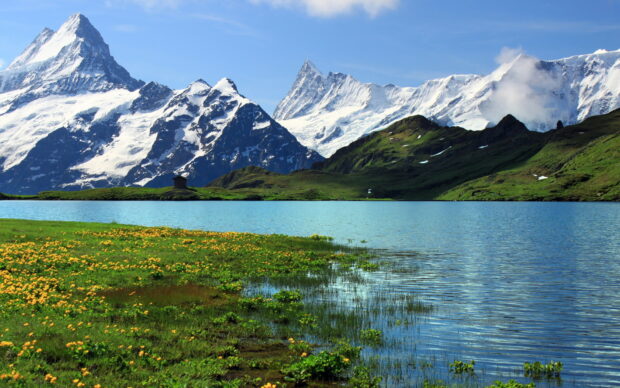 Snow capped mountains and green fields in Switzerland with a clear blue lake and yellow flowers near the shore