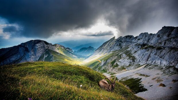 Alpine ibex resting on a grassy hill in Switzerland mountains
