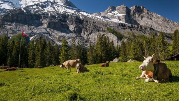 Cows grazing on a green meadow in Switzerland surrounded by mountains and pine trees