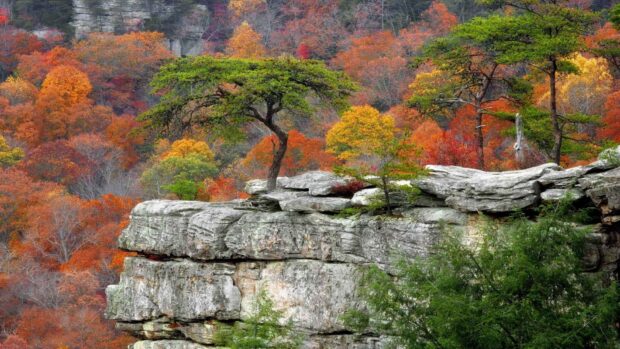 Vibrant autumn foliage and a lone tree on a rocky cliff in Tennessee forest