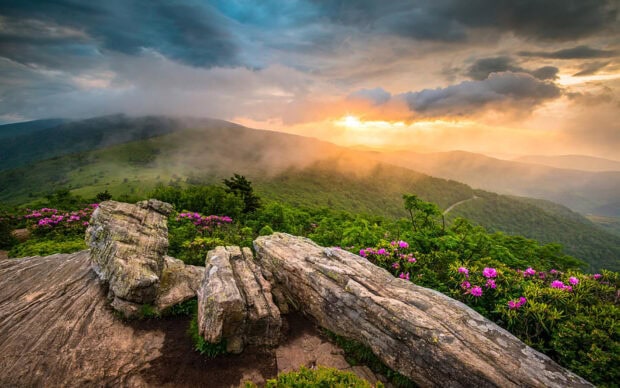 Misty mountain landscape with wildflowers and rocky foreground in Tennessee