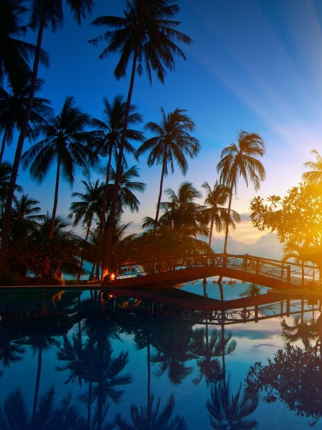 Thailand Wallpapers HD Mobile Palm trees in Thailand reflecting over a calm pool at sunset with colorful sky